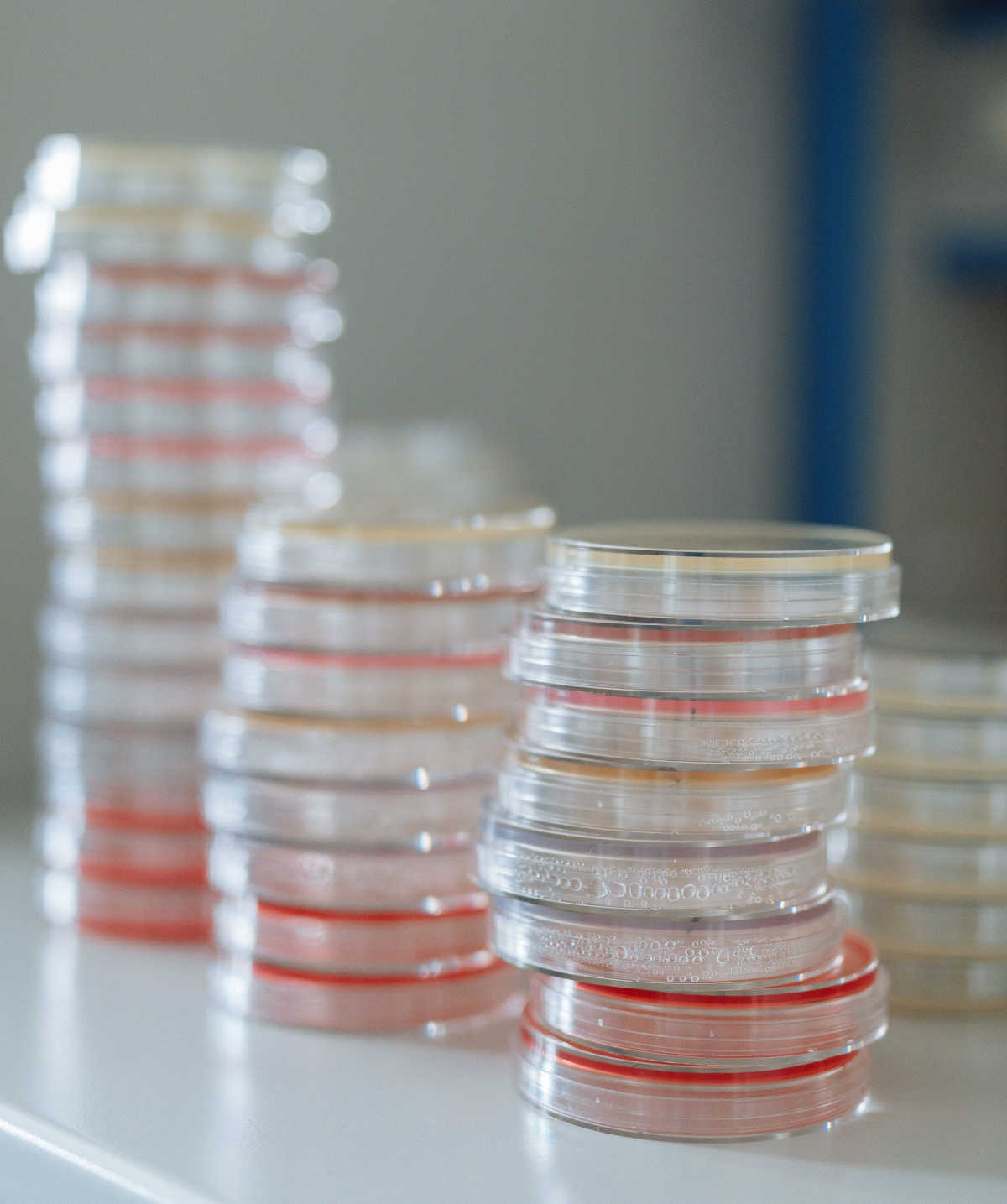 A stack of petri dishes with
					growth medium for bacteria